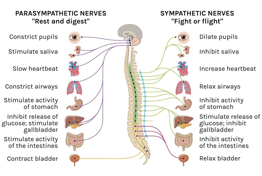 Симпатический стресс. Sympathetic and parasympathetic nervous System. Лабильная нервная система. Вегетативная нервная система картинки. Sympathetic kind разница.