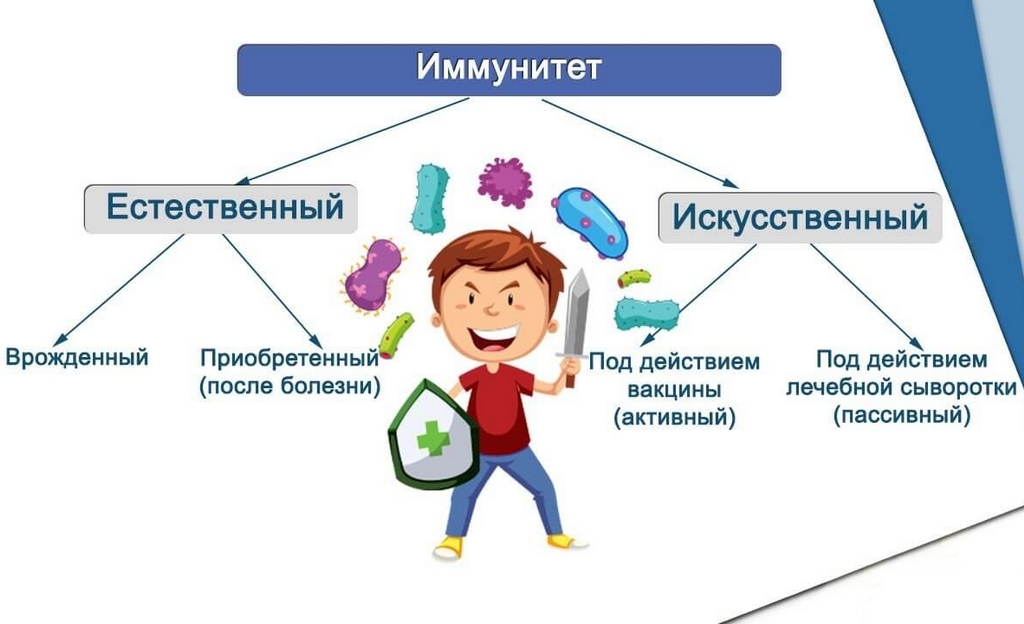 Иммунитет индивидуальный проект