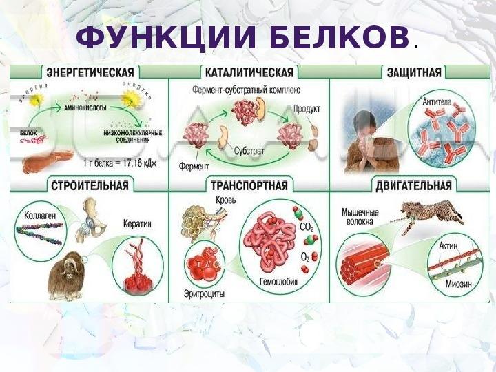 Функция белков в организме презентация