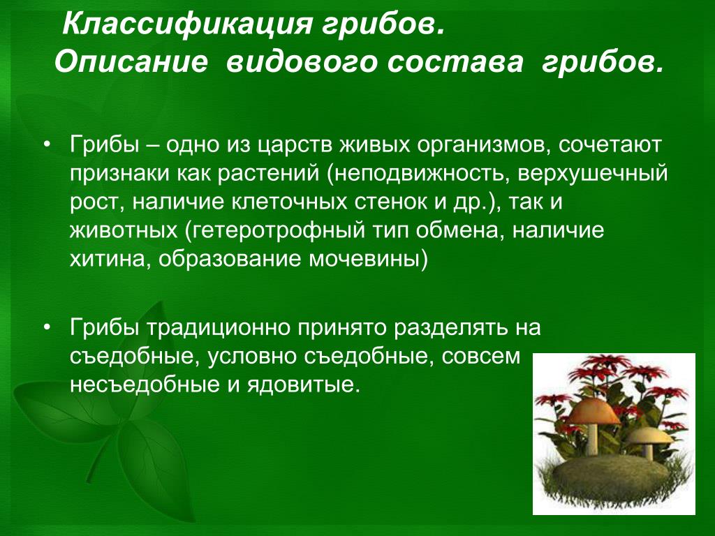 Грибы состав. Видовой состав грибов. Исследование состава грибов. Грибы неподвижность. Состав грибницы.