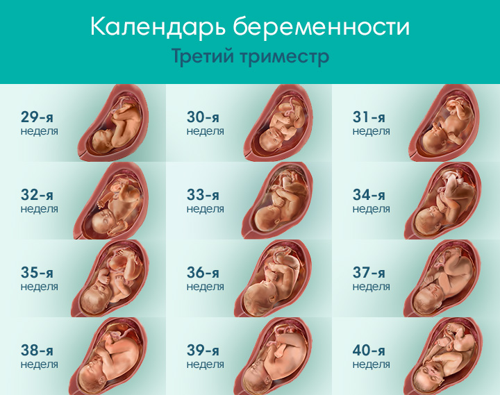 Развитие плода по неделям картинки