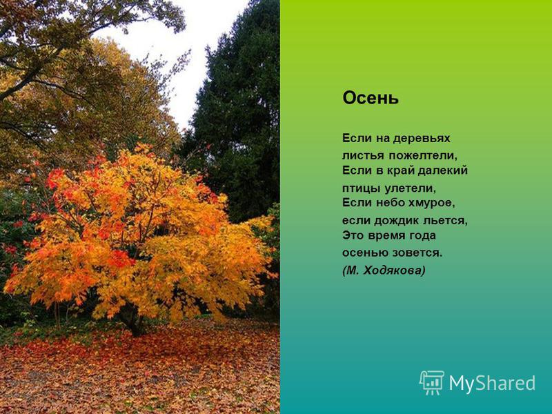 Стих листья дерева. Стих про осеннее дерево. Стих про осеннее дерево для детей. Стих про деревья осенью. Стих листья.