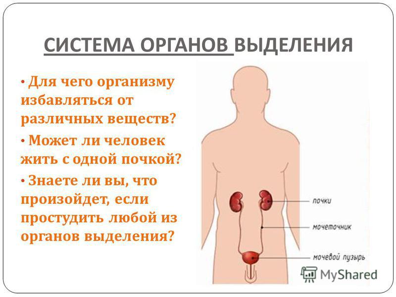 Через органы выделения из организма удаляются. Что делать если простудил почки.