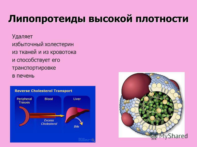 Повышенные липопротеиды