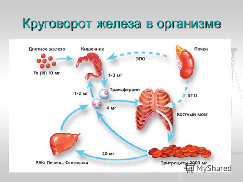 Как понять железо. Железо в организме. Железы организма. Роль железа в организме человека. Циркуляция железа в организме.