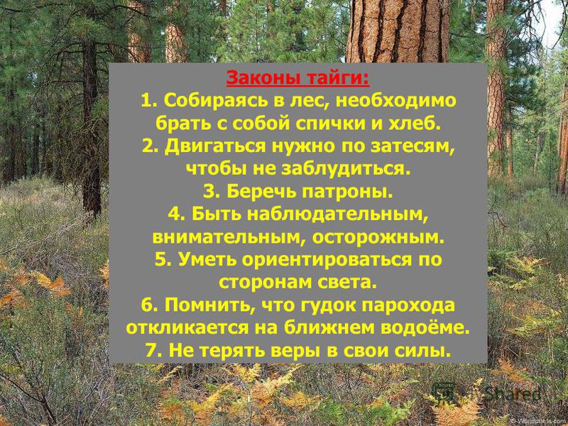 Необходимое в лес. Законы тайги. Законы выживания в тайге. Законы Таёжной жизни. Законы Лесной жизни.