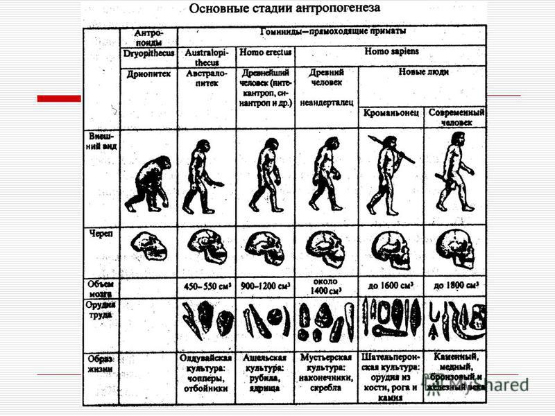 Начальный период развития человека. Эволюция гоминид таблица. Ступени развития человека Антропогенез. Этапы эволюции человека биология 8 класс схема. Схема происхождение человека основные этапы антропогенеза.