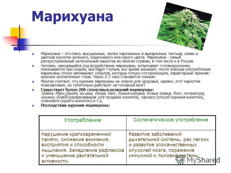 Конопля при гв курят в болгарии марихуану