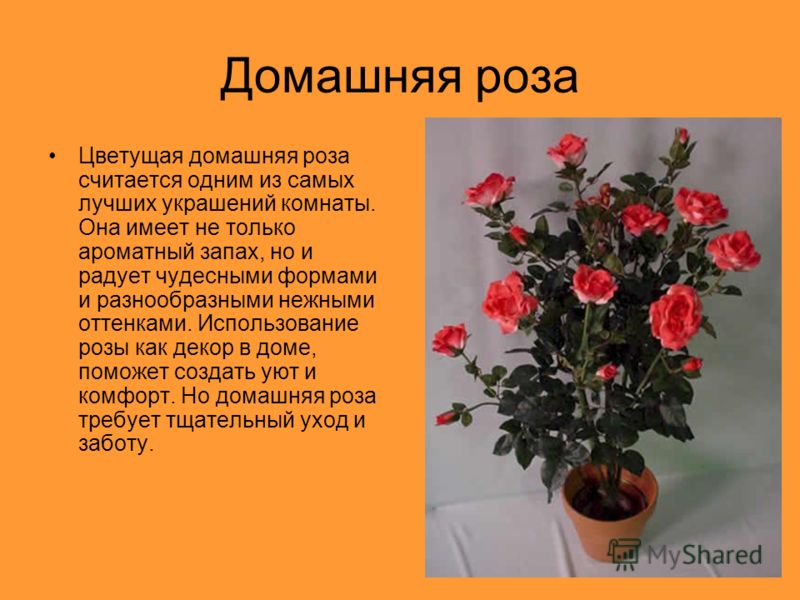 Сколько раз цветут розы. Родина розы комнатного растения.