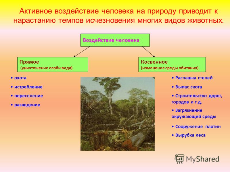 Проект 5 класс биология как человек влияет на природу