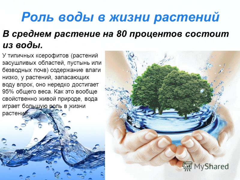 Какое значение в жизни человека имеет вода. Роль воды в жизни растений. Вода источник жизни растений. Значение воды для растений. Значение воды в жизни растений.