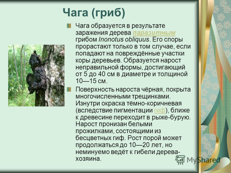 Чага польза и вред. Сообщение о грибе чага. Грибы паразиты чага. Чага информация. Доклад про гриб чага.