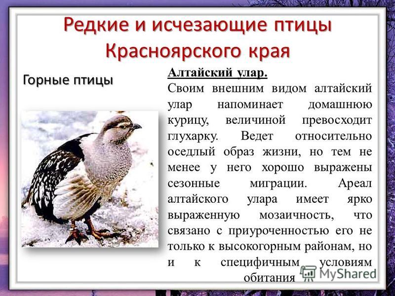 Исчезающие имена. Редкие и исчезающие птицы. Редкие птицы Красноярского края. Редкие и исчезающие птицы Алтайского края.. Птицы Красноярского края презентация.