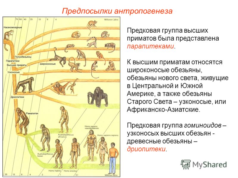 Установите последовательность антропогенеза человек. Этапы антропогенеза эволюции приматов. Эволюция человека Антропогенез. Основные этапы эволюции человека. Схема развития антропогенеза.