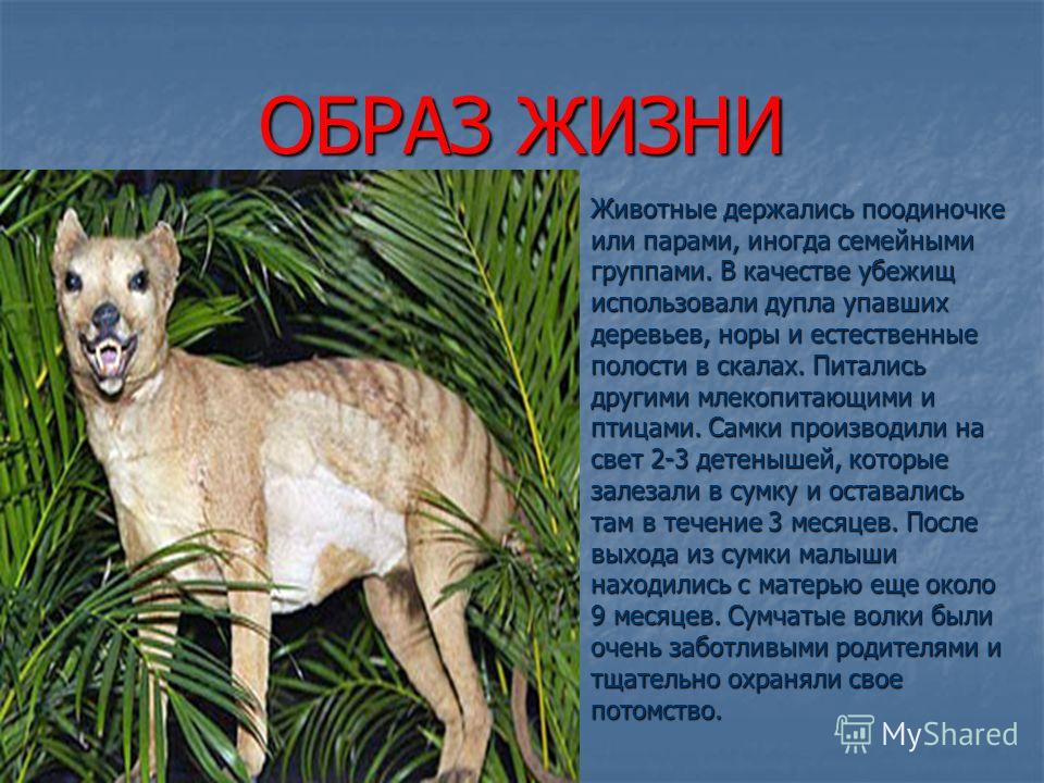 Жизнь зверя. Факты о Сумчатом волке. Сумчатый волк образ жизни. Сумчатый волк 2 класс. Факты о вымерших животных.