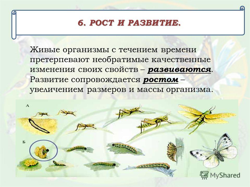 Примеры биологических особенностей. Развитие живых организмов. Развитие живых организмов э. Пример развития живого организма. Рост живых организмов.