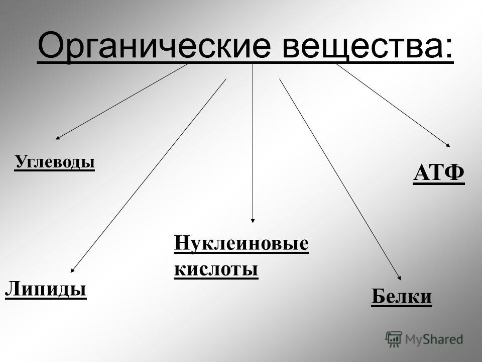 Вещества клетки углеводы