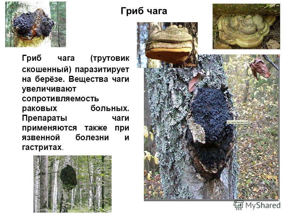 Гриб чага как выглядит и где растет фото и описание