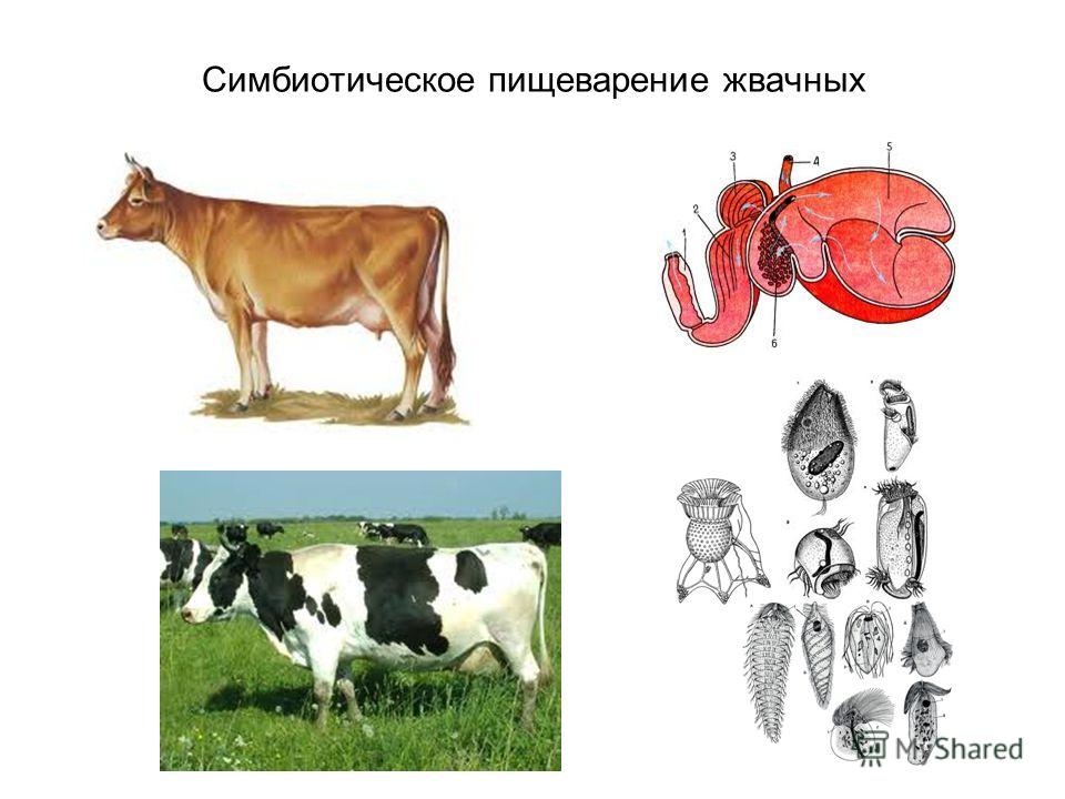 В желудке и кишечнике жвачных млекопитающих. Пищеварение жвачных. Симбионтное пищеварение. Жвачные животные пищеварение. Симбионтное пищеварение примеры.