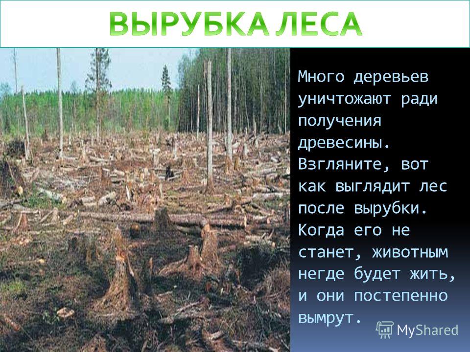 Почему нельзя деревья. Вырубка лесов последствия. Охрана природы вырубка лесов. Вырубка леса презентация. Последствия вырубки лесов для человека.