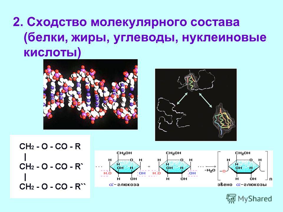 Белки жиры нуклеиновые кислоты