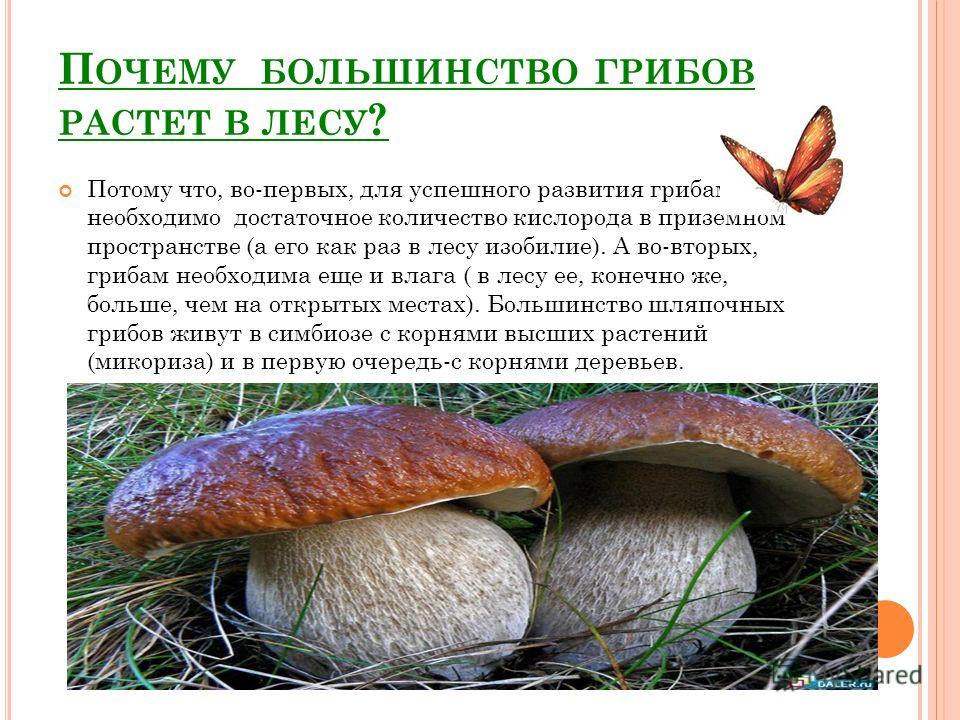 Почему растут грибы