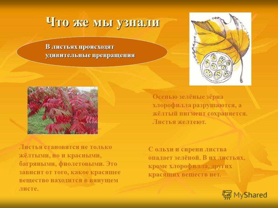 Листопад презентация по биологии. Изменения растений осенью. Почему листья растений осенью желтеют. Презентация листопад. Явление природы пожелтение листьев.