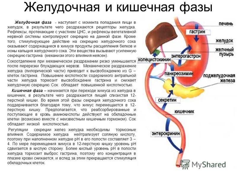 Диета при желчи в желудке