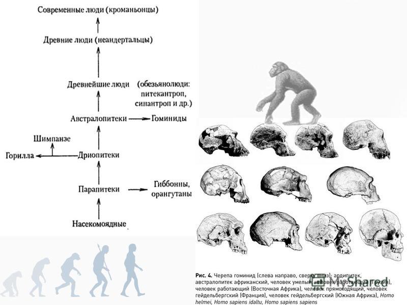 Этапы эволюции человека таблица 9 класс биология. Антропогенез стадии эволюции человека. Этапы антропогенеза схема.