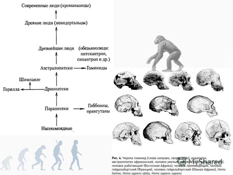 Этапы эволюции человека конспект. Антропогенез стадии эволюции человека. Этапы антропогенеза схема.