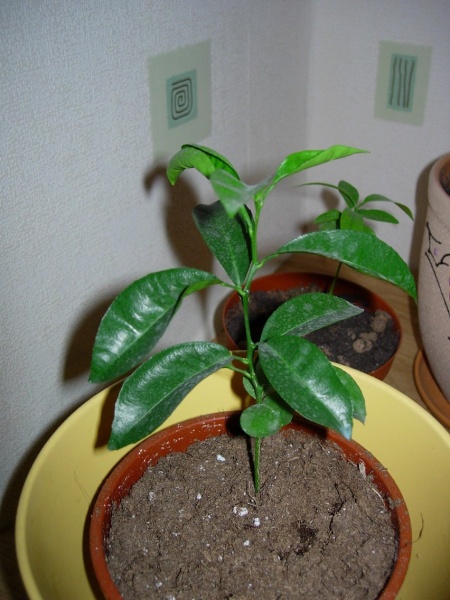 Какие листья у мандарина фото в домашних условиях