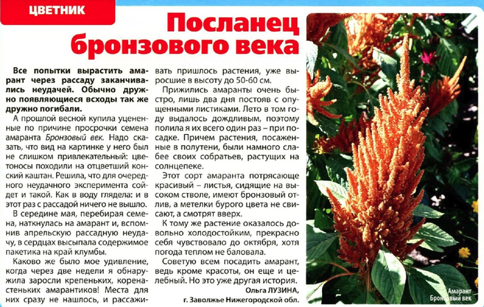 амарант полезные свойства