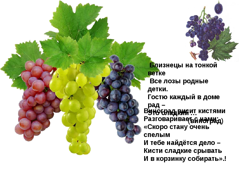 Виноград зеленый польза. Что полезного в винограде. Чем полезен виноград. Виноград вредный. Виноград св ва полезные.