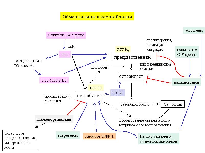 На рисунке схематично изображен механизм поддержания нормальной концентрации кальция в организме