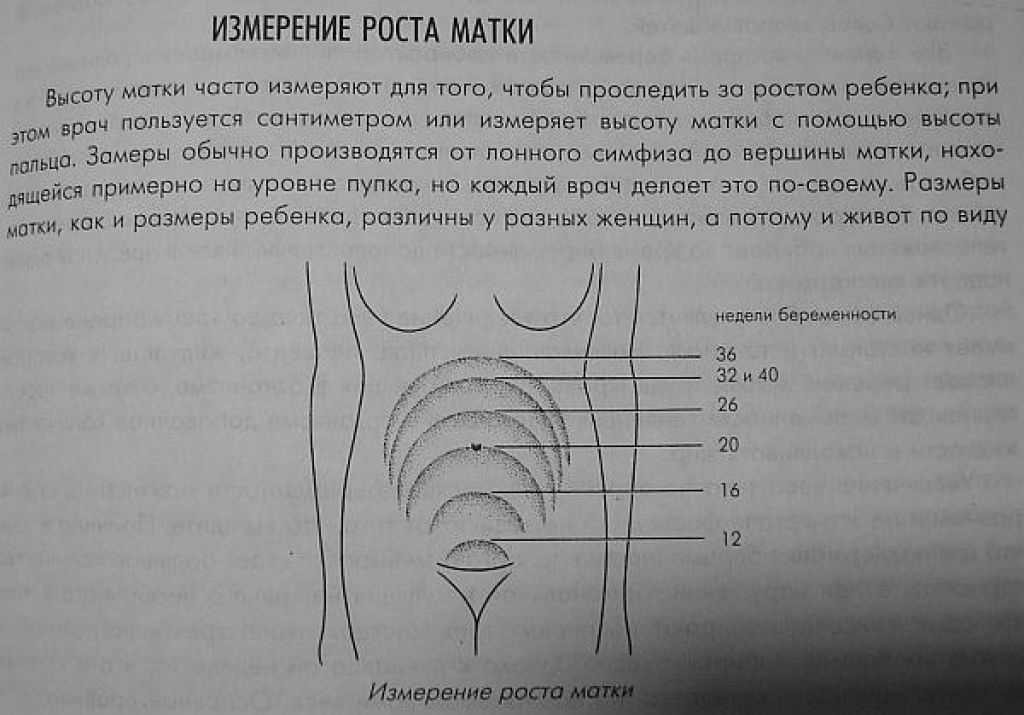 Фото матки при беременности по неделям