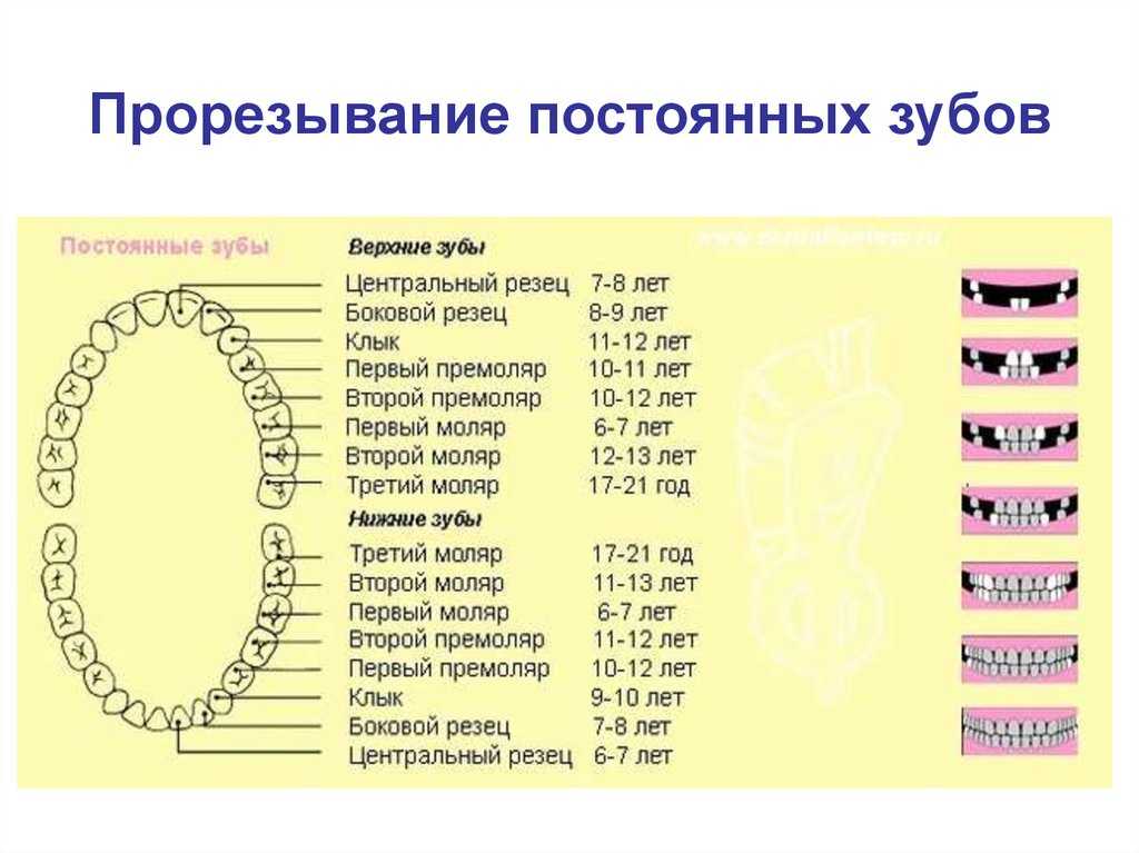 Как меняются зубы у детей на постоянные схема и возраст фото