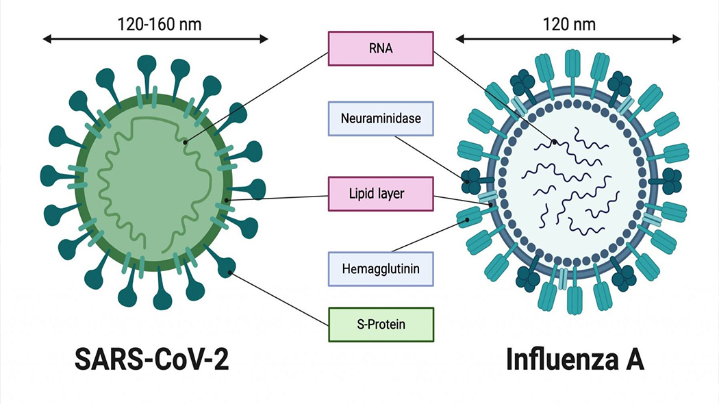 Вирус гриппа анализ. Вирус гриппа и вирус коронавируса. Вирус гриппа и коронавирус сравнение. Строение вируса гриппа. Схематическая структура вируса гриппа.