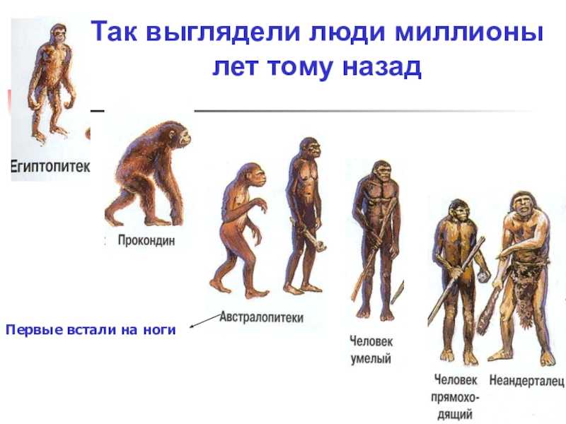 Сколько лет назад появился человек на земле. Эволюция человека 5 класс биология. Происхождение человека. Возникновение человека. Происхождение и Эволюция человека.