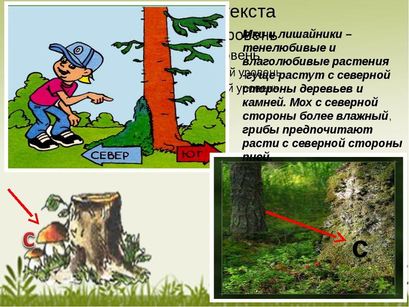 Где в лесу можно. Ориентиры на местности в лесу. Ориентирование на местности по мху. Ориентирование по мхам и лишайникам. Ориентирование в лесу по мху.