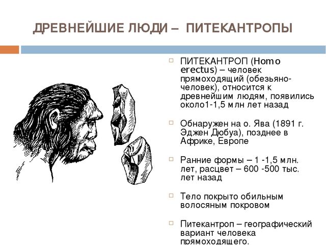 Представитель древнего рода. Объем мозга питекантропа и синантропа. Питекантроп синантроп неандерталец. Питекантроп и синантроп это. Человек прямоходящий питекантроп характеристика.