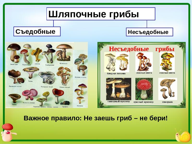 Презентация грибы съедобные и несъедобные для дошкольников