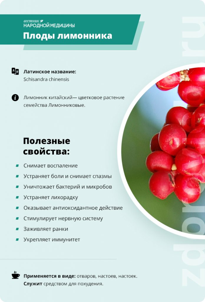 Лимонник Китайский Фото Растения Польза