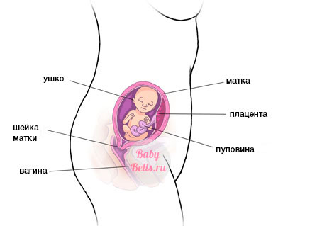 Живот где матка. Расположение матки на 17 неделе. Расположение матки по неделям. Расположение матки на 11 неделе. Расположение матки на 16 неделе.