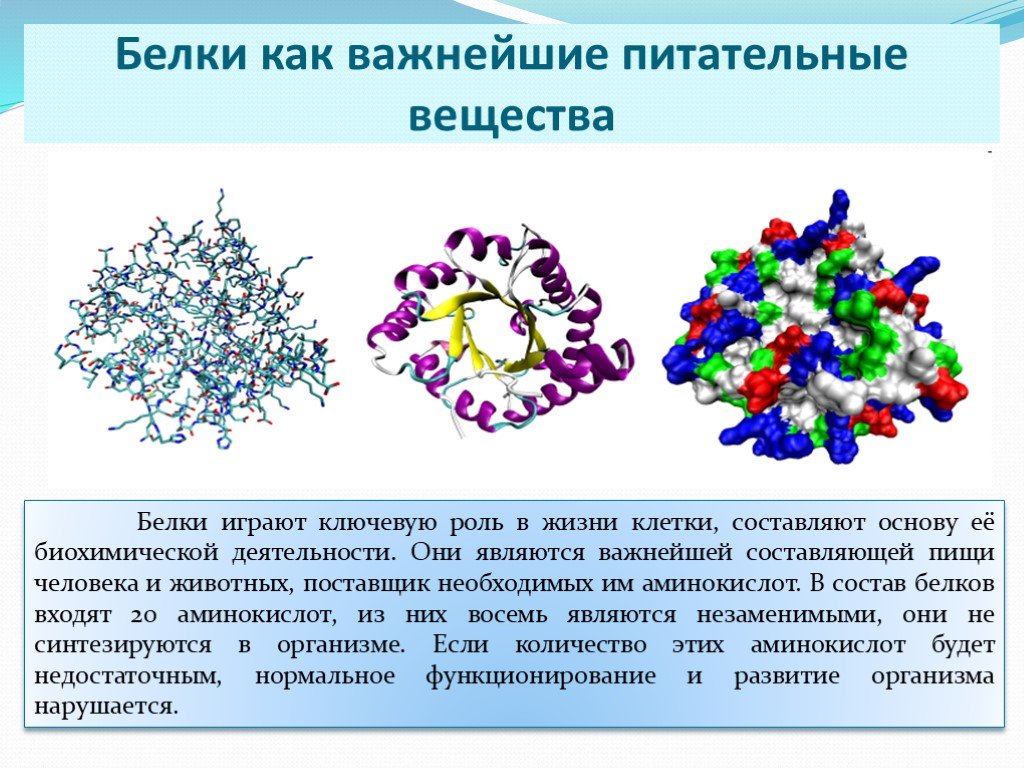 Белки в организме презентация