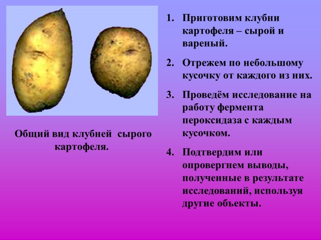 Какой химический картофеля. Опыт с клубнем картофеля. Клубень картофеля. Ферменты в картофеле. Внешний вид картошки.