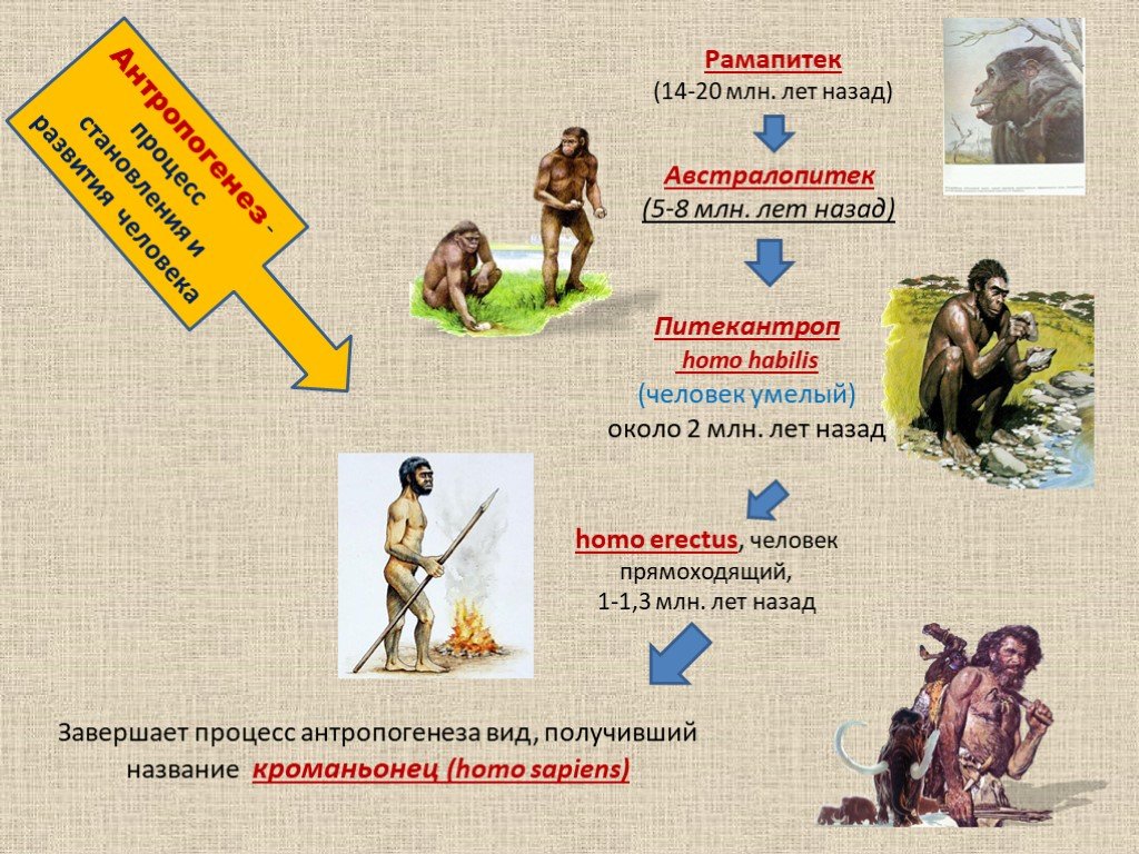 Происхождение и этапы эволюции. Таблица этапы эволюции человека рамапитек. Стадия антропогенеза рамапитек. Антропогенез Эволюция человека таблица рамапитек. Этапы эволюции человека рамапитек.