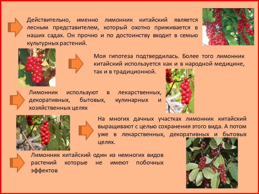 Лимонник китайский фото и описание кустарника плоды