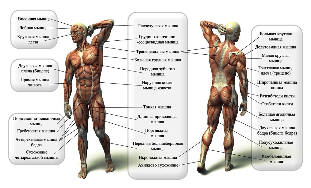 Общее название людей. Основные мышцы туловища человека. Мышечная система человека название мышц. Мышечная система человека анатомия таблица. Строение мышцы человека схема с названиями анатомия.