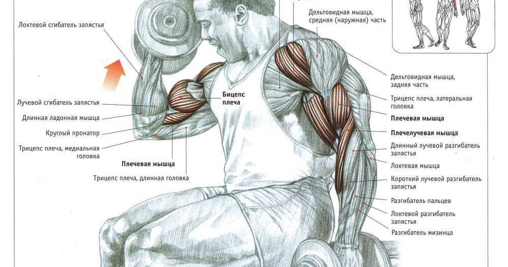 Схема на бицепс