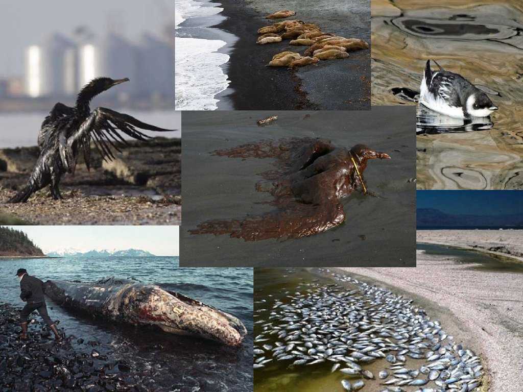 Загрязнение природной среды живыми организмами. Экологические проблемы. Влияние экологии на животных. Последствия загрязнения окружающей среды.